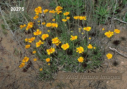 Plains Yellow Daisy (Tetraneuris scaposa)